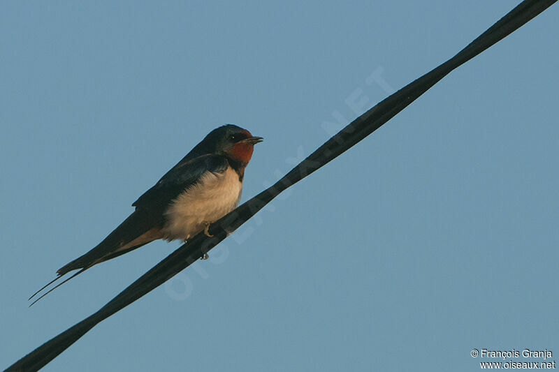 Hirondelle rustiqueadulte