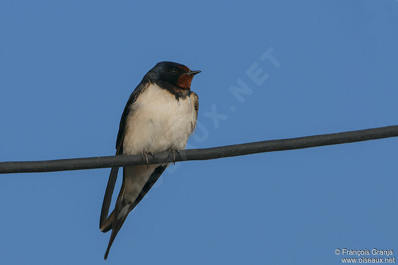 Barn Swallow