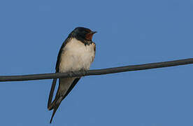 Barn Swallow