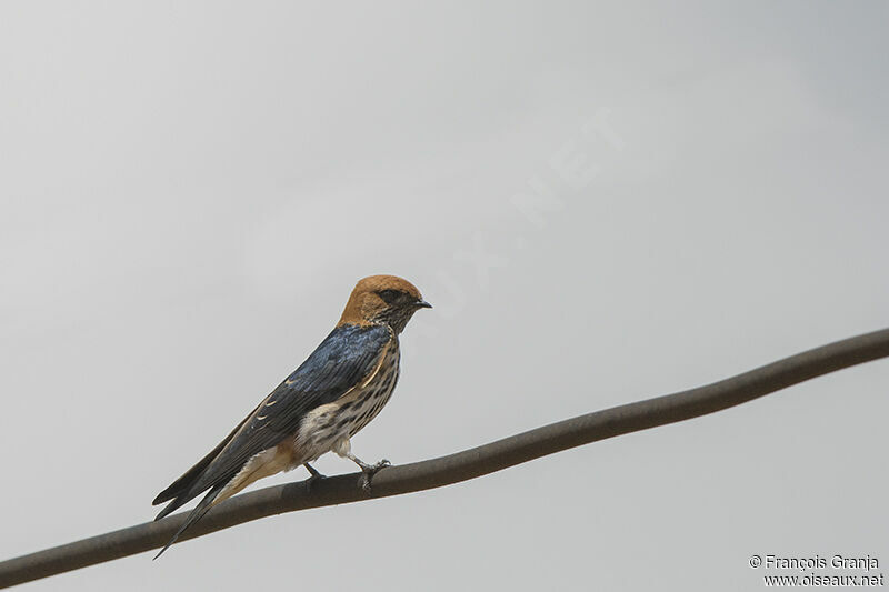 Lesser Striped Swallowadult