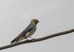 Lesser Striped Swallow