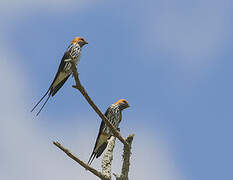 Lesser Striped Swallow