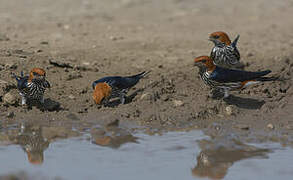 Lesser Striped Swallow