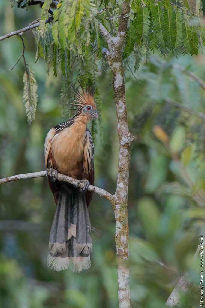 Hoatzin