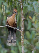 Hoatzin