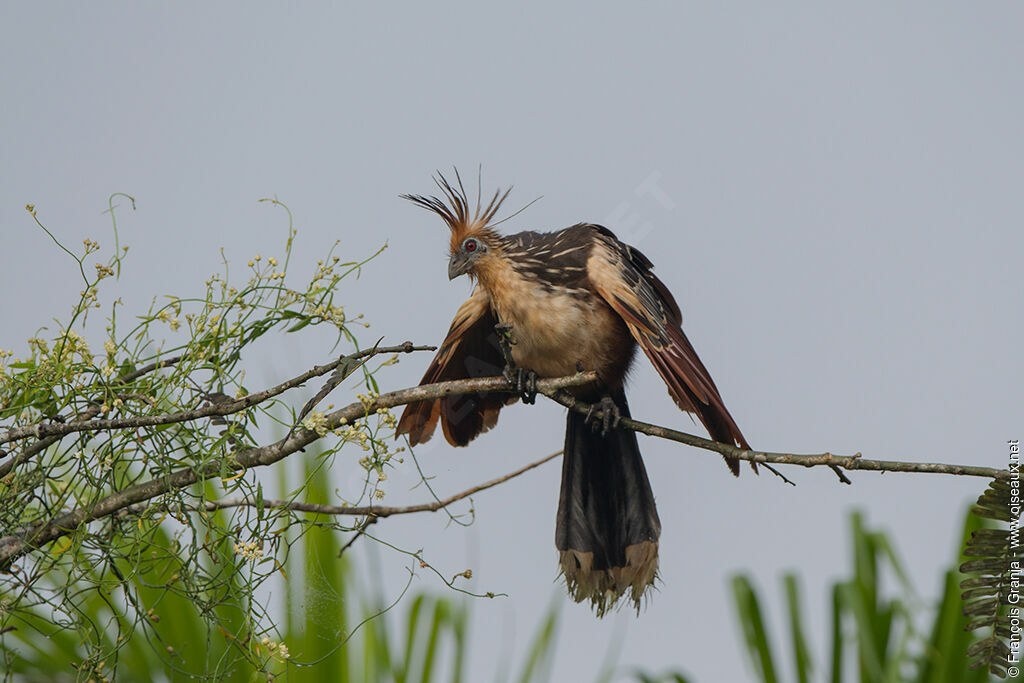 Hoatzin