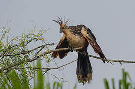 Hoatzin