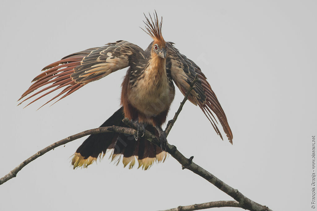 Hoatzin