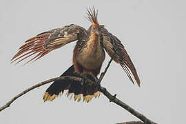 Hoatzin