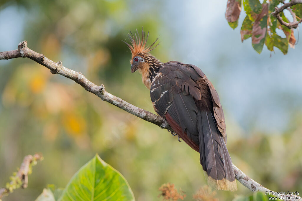 Hoatzin