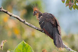 Hoatzin