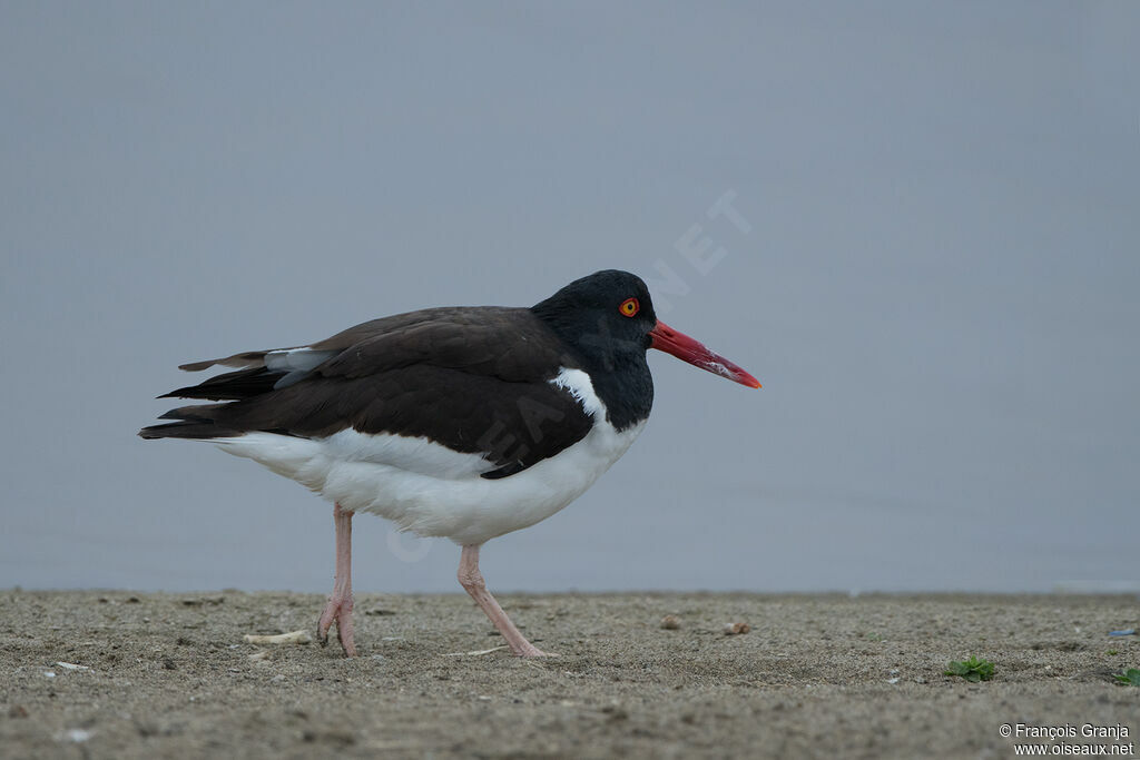 American Oystercatcher