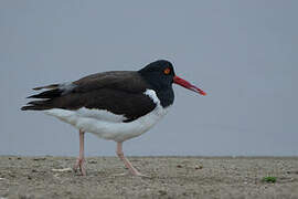 American Oystercatcher