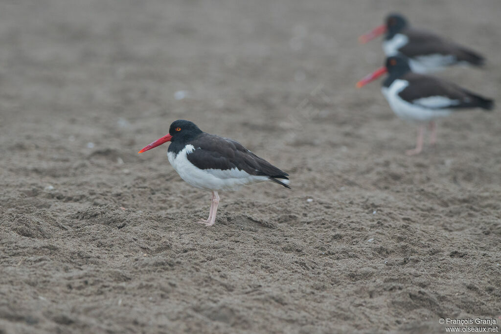 American Oystercatcher