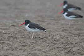 American Oystercatcher