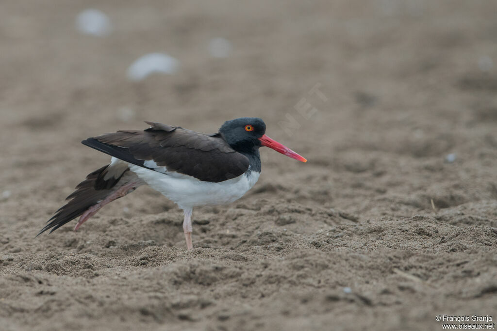 American Oystercatcher