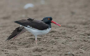 American Oystercatcher