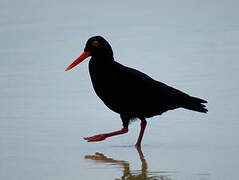 African Oystercatcher