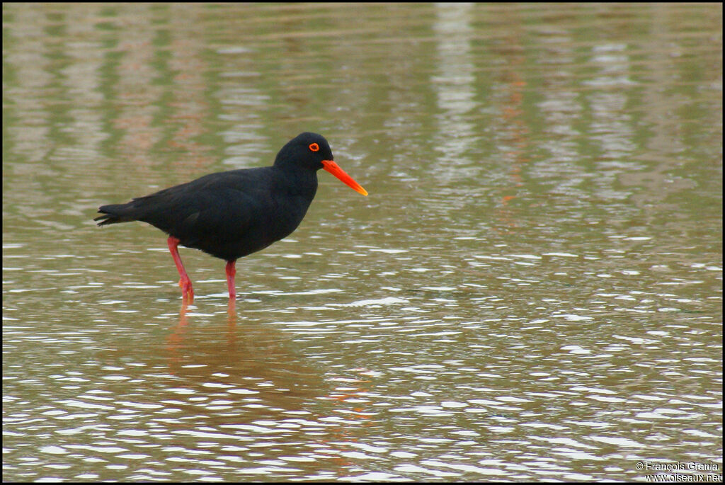 African Oystercatcher