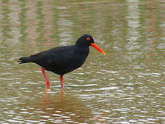 African Oystercatcher