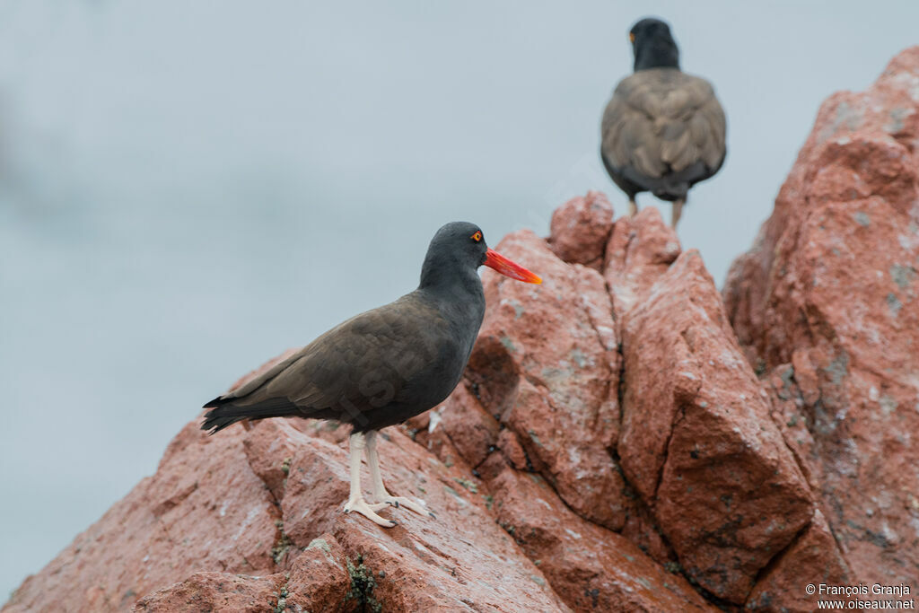 Blackish Oystercatcher