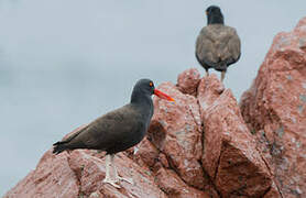 Blackish Oystercatcher