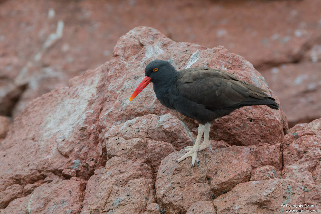 Blackish Oystercatcher