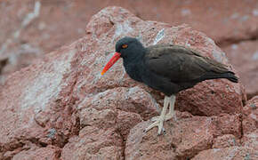 Blackish Oystercatcher