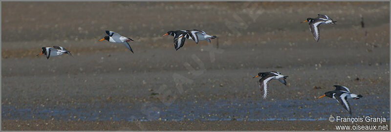 Eurasian Oystercatcher