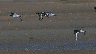 Eurasian Oystercatcher