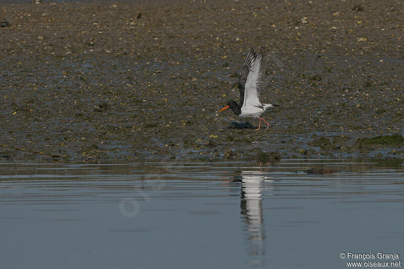 Eurasian Oystercatcher