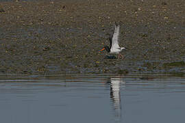 Eurasian Oystercatcher