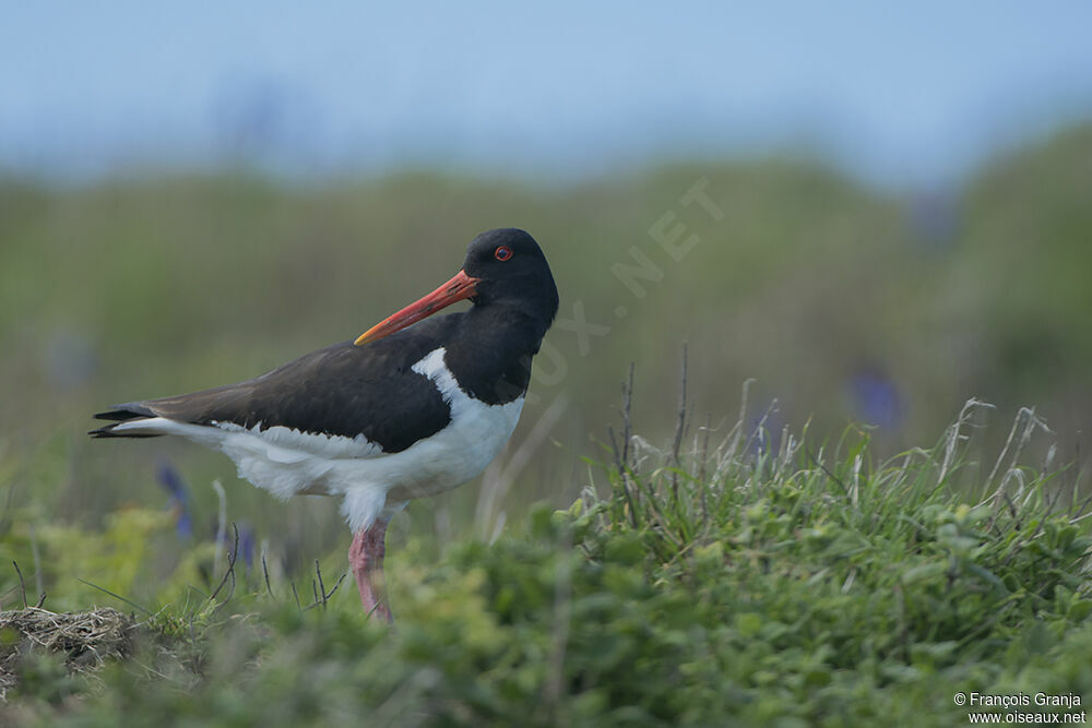 Eurasian Oystercatcheradult