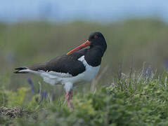 Eurasian Oystercatcher