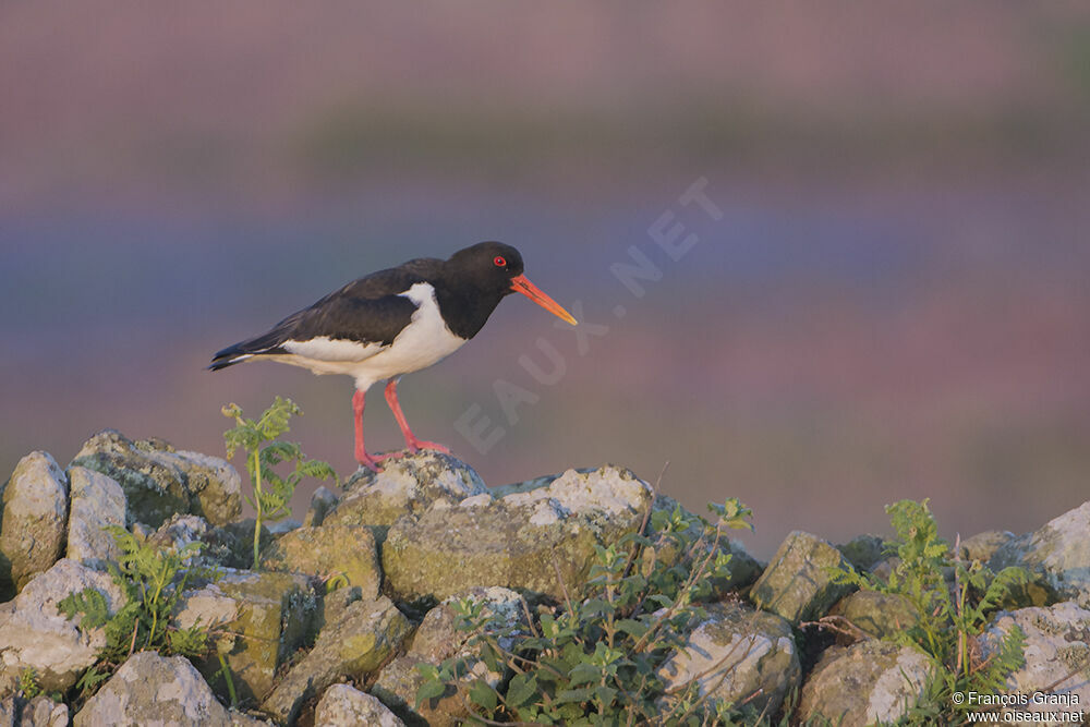 Eurasian Oystercatcher