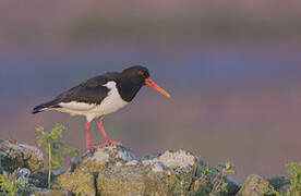 Eurasian Oystercatcher