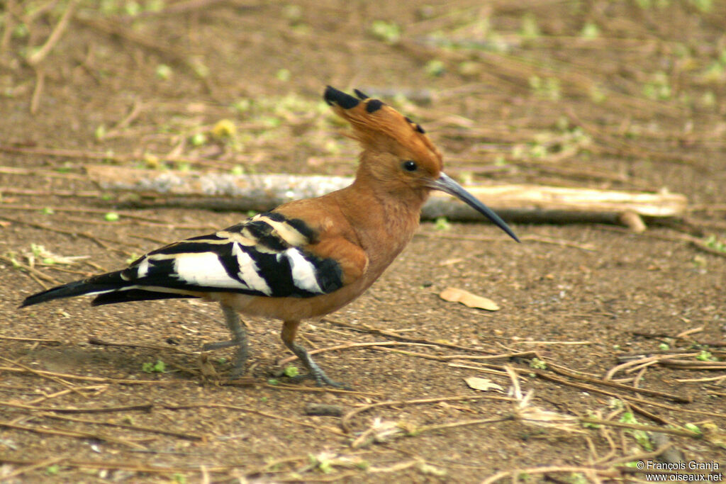 African Hoopoe