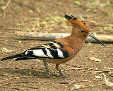 African Hoopoe