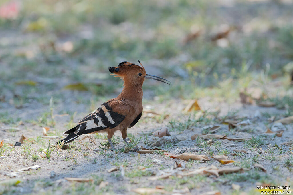 African Hoopoe