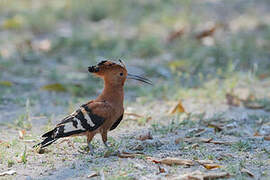 African Hoopoe