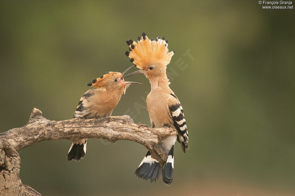 Eurasian Hoopoe, eats