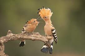 Eurasian Hoopoe