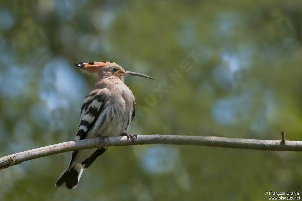 Huppe fasciéeadulte