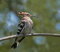 Eurasian Hoopoe