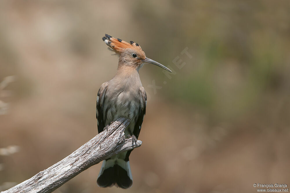 Huppe fasciéeadulte