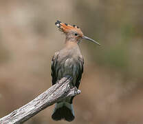 Eurasian Hoopoe