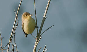 Melodious Warbler