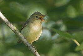 Melodious Warbler