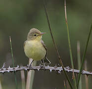 Melodious Warbler