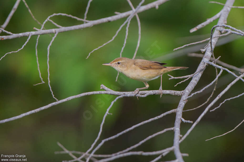 Hypolaïs rama1ère année, identification